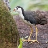 Chrastal beloprsy - Amaurornis phoenicurus - White-breasted Waterhen o2623